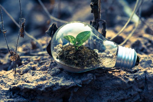 Plant in Light Bulb